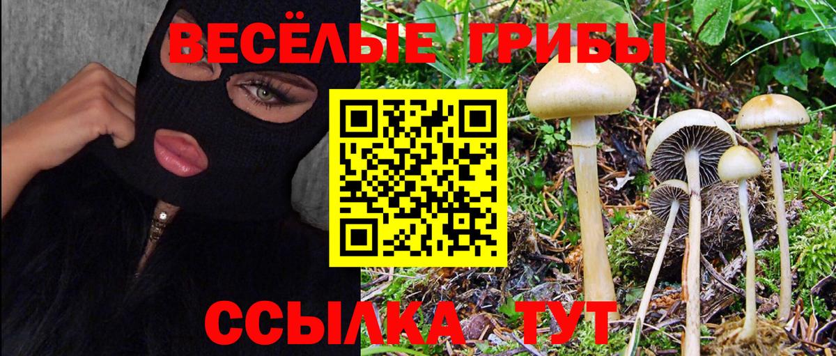 Галлюциногенные грибы Psilocybine cubensis Петропавловск-Камчатский